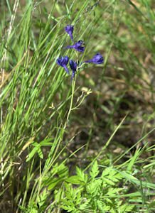 2009-05-11_27 Larkspur Cropped TN.jpg - 48260 Bytes